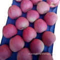 red qinguan apple exporter Fresh Paper Bagged Qinguan Apple China qinguan apple